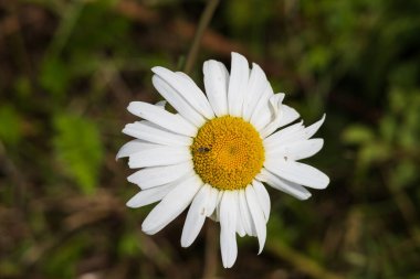 Daisy - çiçek açan, çayırda sarı merkezli beyaz çiçek