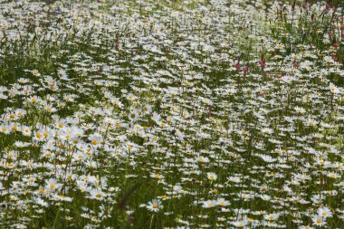 Daisy - çiçek açan, çayırda sarı merkezli beyaz çiçek