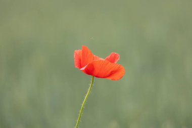Kırmızı haşhaş sahada. Yeşil arkaplan