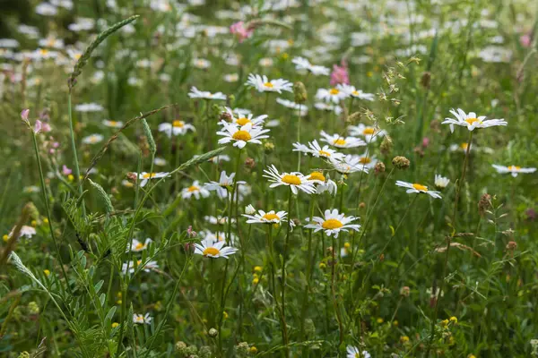 Daisy - çiçek açan, çayırda sarı merkezli beyaz çiçek