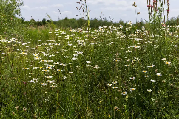 Daisy - çiçek açan, çayırda sarı merkezli beyaz çiçek
