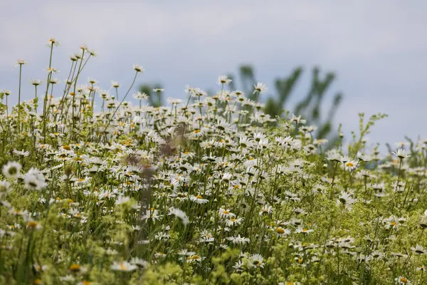 Daisy - çiçek açan, çayırda sarı merkezli beyaz çiçek