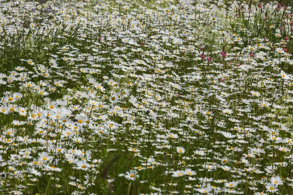 Daisy - çiçek açan, çayırda sarı merkezli beyaz çiçek