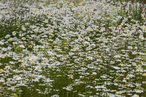 Daisy - çiçek açan, çayırda sarı merkezli beyaz çiçek