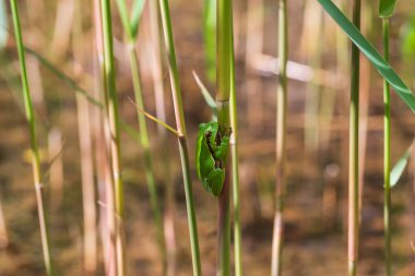 Hyla arborea - Sapında yeşil ağaç kurbağası. Arka plan yeşil. Fotoğrafta güzel bir bokeh var. Vahşi fotoğraf