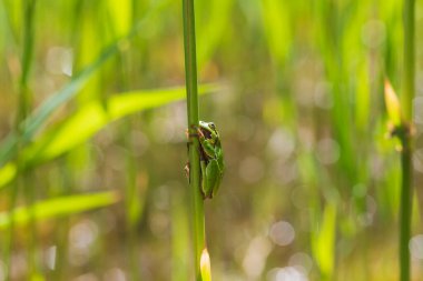 Hyla arborea - Sapında yeşil ağaç kurbağası. Arka plan yeşil. Fotoğrafta güzel bir bokeh var. Vahşi fotoğraf