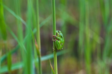 Hyla arborea - Sapında yeşil ağaç kurbağası. Arka plan yeşil. Fotoğrafta güzel bir bokeh var. Vahşi fotoğraf