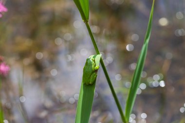 Hyla arborea - Sapında yeşil ağaç kurbağası. Arka plan yeşil. Fotoğrafta güzel bir bokeh var. Vahşi fotoğraf