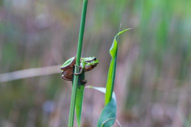Hyla arborea - Sapında yeşil ağaç kurbağası. Arka plan yeşil. Fotoğrafta güzel bir bokeh var. Vahşi fotoğraf