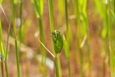 Hyla arborea - Sapında yeşil ağaç kurbağası. Arka plan yeşil. Fotoğrafta güzel bir bokeh var. Vahşi fotoğraf