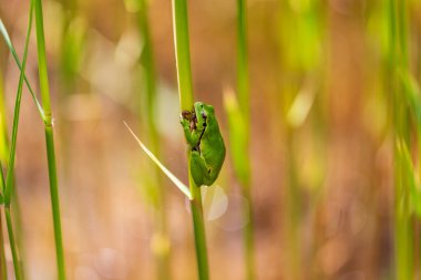 Hyla arborea - Sapında yeşil ağaç kurbağası. Arka plan yeşil. Fotoğrafta güzel bir bokeh var. Vahşi fotoğraf