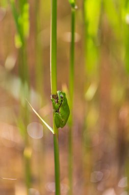 Hyla arborea - Sapında yeşil ağaç kurbağası. Arka plan yeşil. Fotoğrafta güzel bir bokeh var. Vahşi fotoğraf