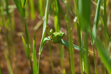 Hyla arborea - Sapında yeşil ağaç kurbağası. Arka plan yeşil. Fotoğrafta güzel bir bokeh var. Vahşi fotoğraf