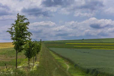 Spring Village manzarası. Yeşil tarlalar ve buğdaylı çayırlar