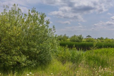 Manzaradaki yapay sulak arazi. Gölün kenarındaki yeşil bitkiler