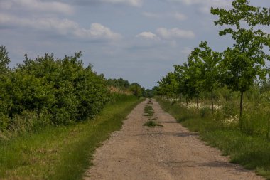 Spring Village manzarası. Yeşil tarlalar ve buğdaylı çayırlar