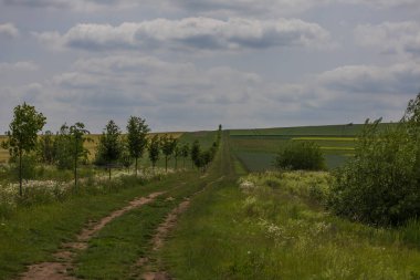 Spring Village manzarası. Yeşil tarlalar ve buğdaylı çayırlar