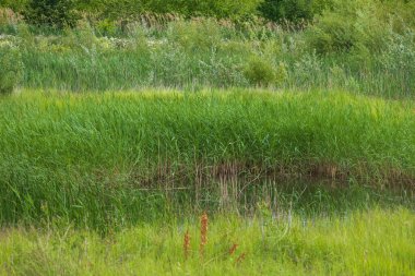 Manzaradaki yapay sulak arazi. Gölün kenarındaki yeşil bitkiler