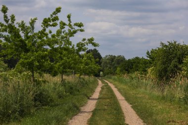 Spring Village manzarası. Yeşil tarlalar ve buğdaylı çayırlar