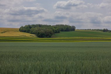 Spring Village manzarası. Yeşil tarlalar ve buğdaylı çayırlar