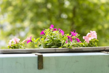 Güneşli havada renkli balkon çiçekleri