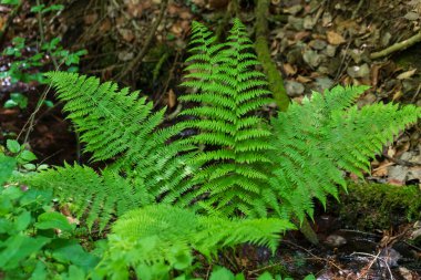 Ormanda yeşil eğreltiotu yaprakları