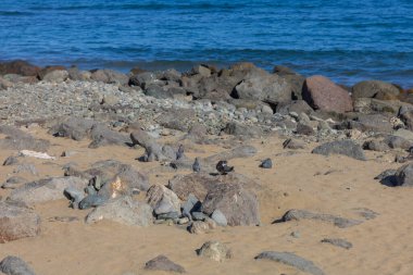 Faro de Maspaloma İspanya deniz manzarası, sahil ve deniz feneri Faro ve Gran Kanarya 'daki kum tepeleri