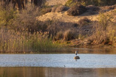 İspanya, Gran Canaria 'daki Faro de Maspaloma' da deniz manzarası ve kumullar