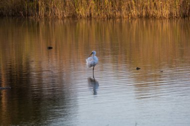 İspanya, Gran Canaria 'daki Faro de Maspaloma' da deniz manzarası ve kumullar