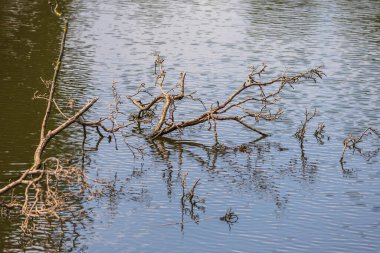 Gölette devrilmiş bir ağacın yüzeyde dalları vardır.