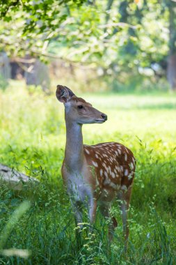 Genç Avrupalı Fallow Geyiği - Güneşli ormanda Dama dama
