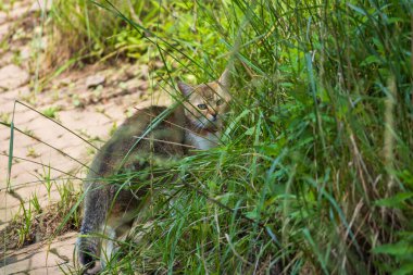 Evcil kedi gölet kenarında bir gezide.