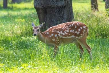 Genç Avrupalı Fallow Geyiği - Güneşli ormanda Dama dama