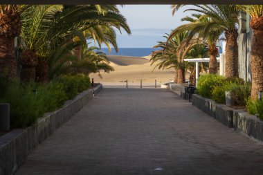 İspanya 'da Gran Canaria' daki Maspalomlar 'da palmiye ağaçları