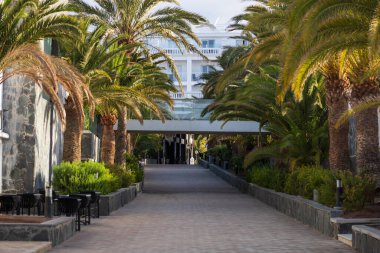 İspanya 'da Gran Canaria' daki Maspalomlar 'da palmiye ağaçları