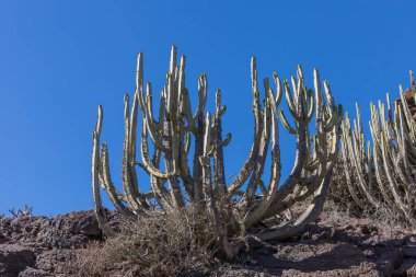 İspanya 'nın Gran Canaria dağlarındaki kaktüsler