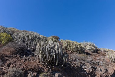 İspanya 'nın Gran Canaria dağlarındaki kaktüsler
