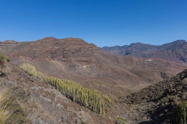 İspanya 'nın Gran Canaria dağlarındaki kaktüsler