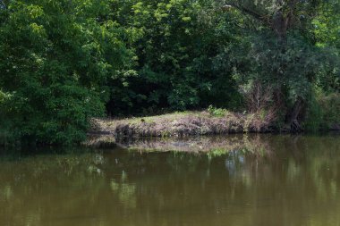 Dolni Kounice taş ocağının yanındaki Jihlava Nehri. Nehir boyunca ağaçlar