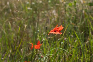 Tarlada ayçiçekleri. Kırsaldaki tarlada sarı mahsul