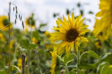 Tarlada ayçiçekleri. Kırsaldaki tarlada sarı mahsul