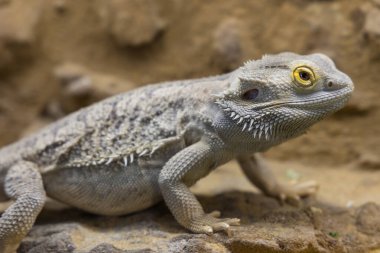 Sakallı Agama kertenkelesi - Bir hamamböceğini beslerken akvaryumda Pogona vittisepsi