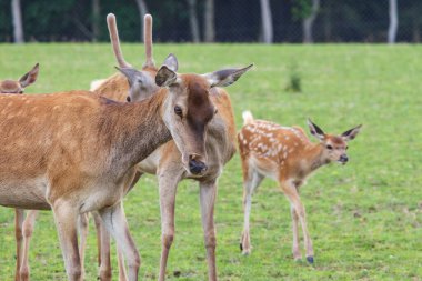 Geyik - Cervus ve dişi ormanın kenarındaki yeşil bir çayırda