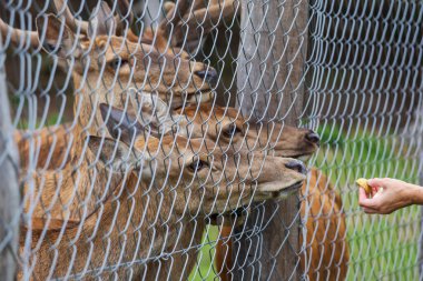 Çitin yanında bir geyik ve dişi geyik var.