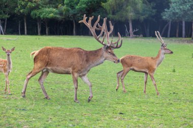 Geyik - Cervus ve dişi ormanın kenarındaki yeşil bir çayırda
