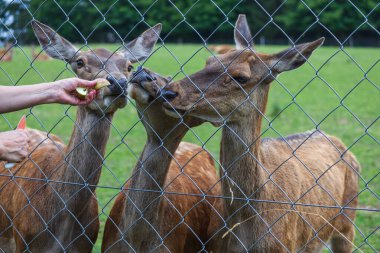 Çitin yanında bir geyik ve dişi geyik var.