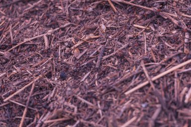 Ağaç kabuğunda büyük bir karınca.