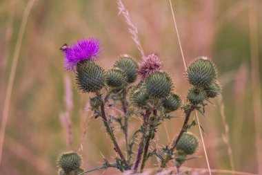 Devedikeni - Devedikeni yeşil bir çayırda.