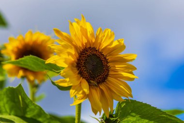 Güzel bir bahçede çiçek açan ayçiçeği ve arı