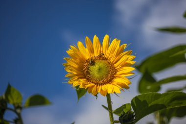 Güzel bir bahçede çiçek açan ayçiçeği ve arı